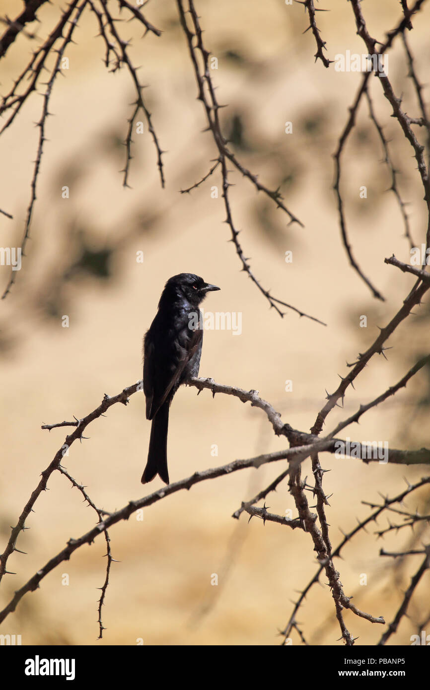 Fork-tailed drongo (Dicrurus adsimilis) in einem Baum gehockt, Daan Viljoen Game Park, Namibia. Stockfoto