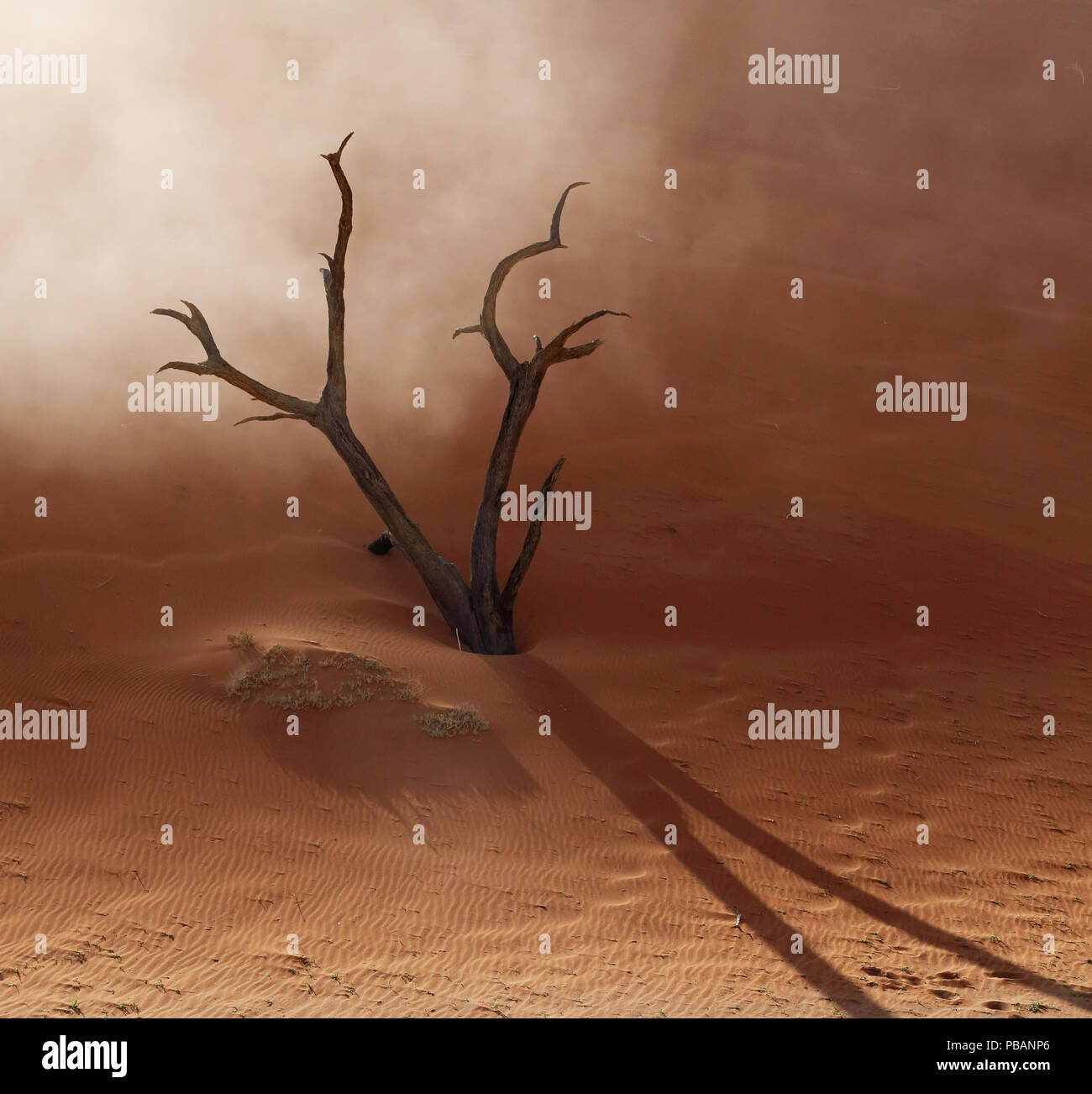 Ein totes Kamel Thorn Tree wird durch eine Sanddüne verbraucht und wirft einen langen Schatten. Deadvlei, Namibia. Stockfoto