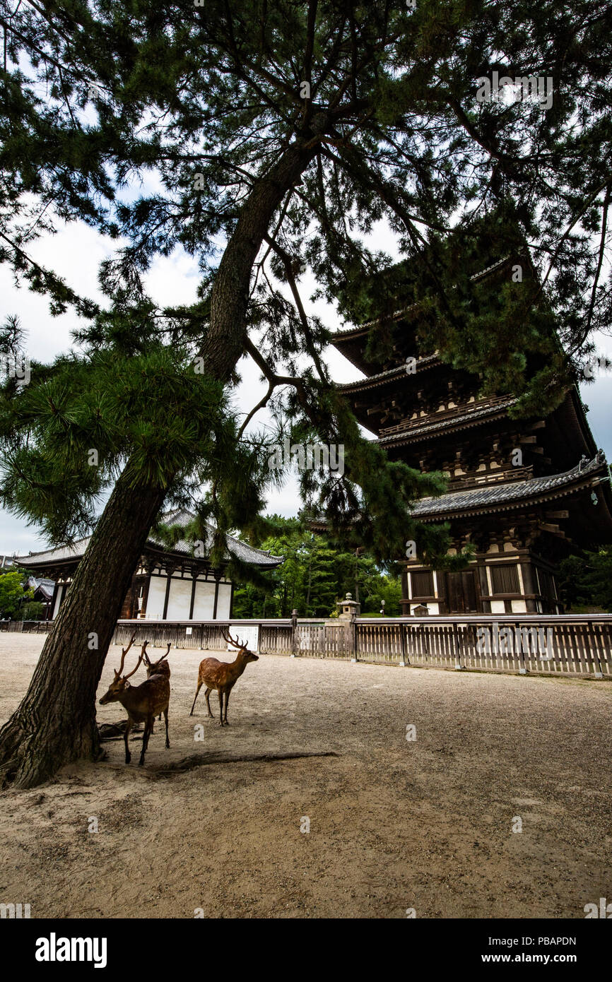 Kofukuji war einst ein wichtiges Zentrum für Buddhismus in Japan. Da es von der Fujiwara Clan, Japan zu der Zeit ausgeschlossen wurde, ist es auch retai Stockfoto