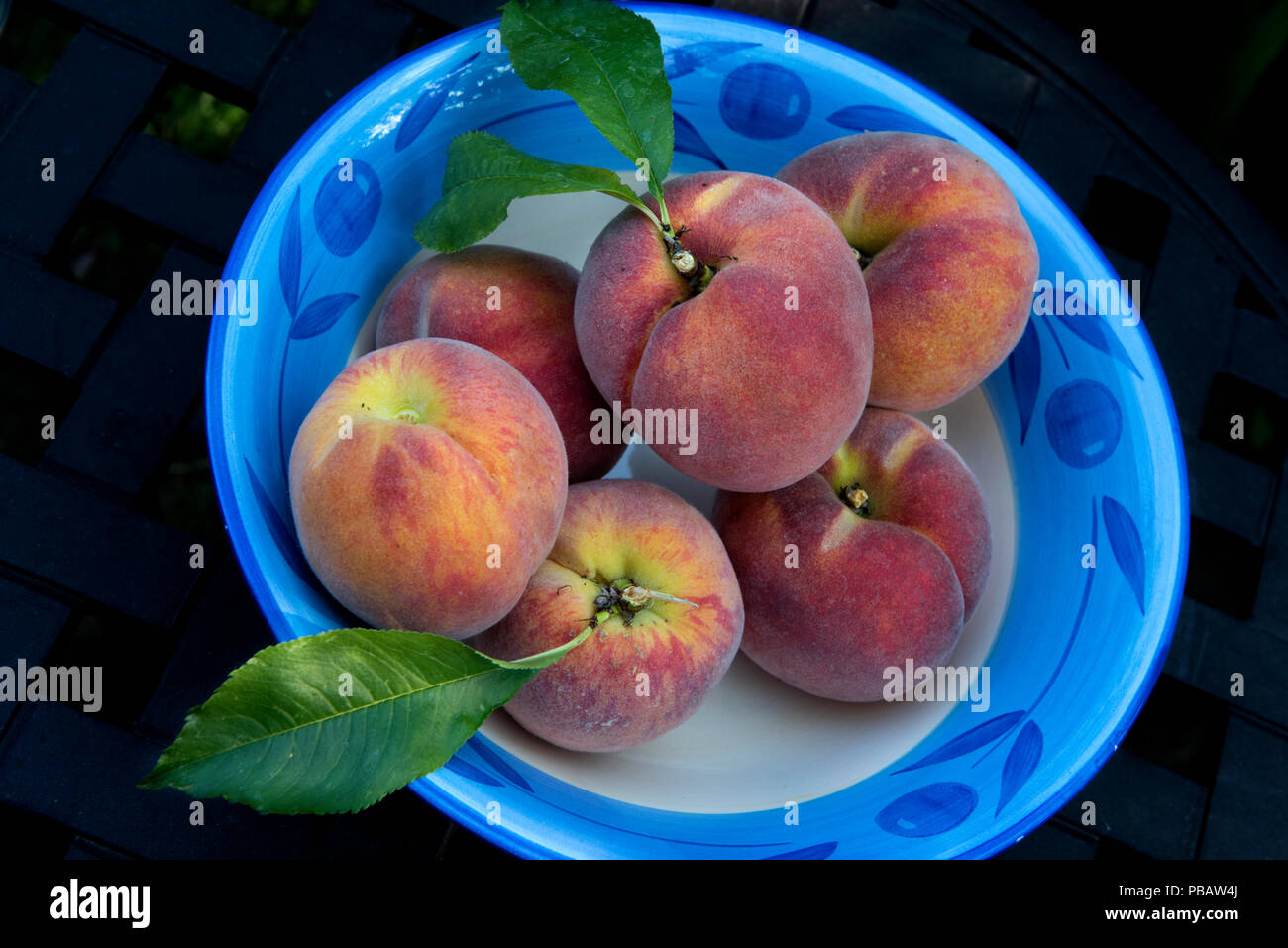 Pfirsiche in eine blaue Schale in einem Garten in Thaxted Essex England UK geerntet. 26. Juli 2018 Stockfoto