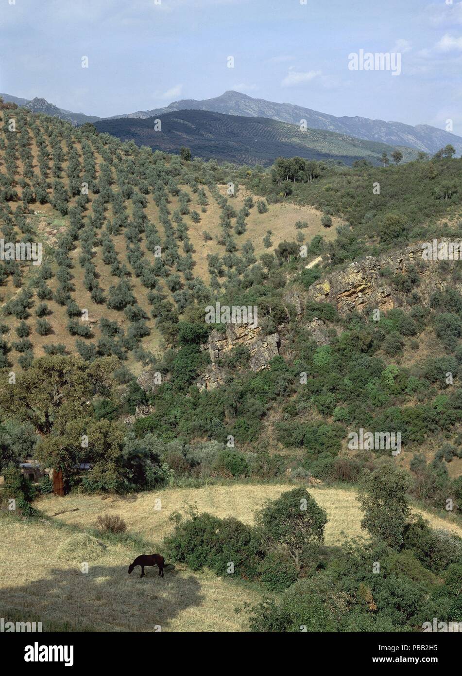 VISTA DE SIERRA MORENA. Lage: aussen, PROVINCIA, SPANIEN. Stockfoto