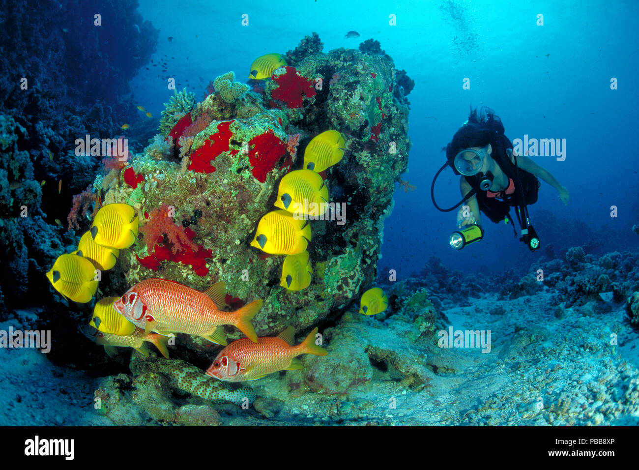 Scuba Diver Uhren eine Gruppe maskierter Falterfische (Chaetodon semilarvatus) und zwei riesigen Squirrelfishes (Sargocentron spiniferum), Marsa Alam, Ägypten Stockfoto