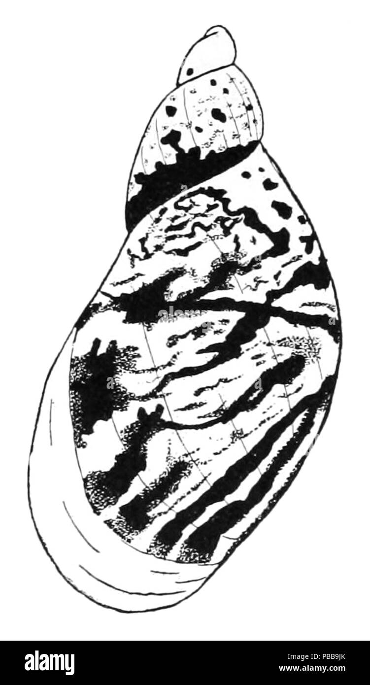 1120 Novisuccinea chittenangoensis 2 Stockfoto