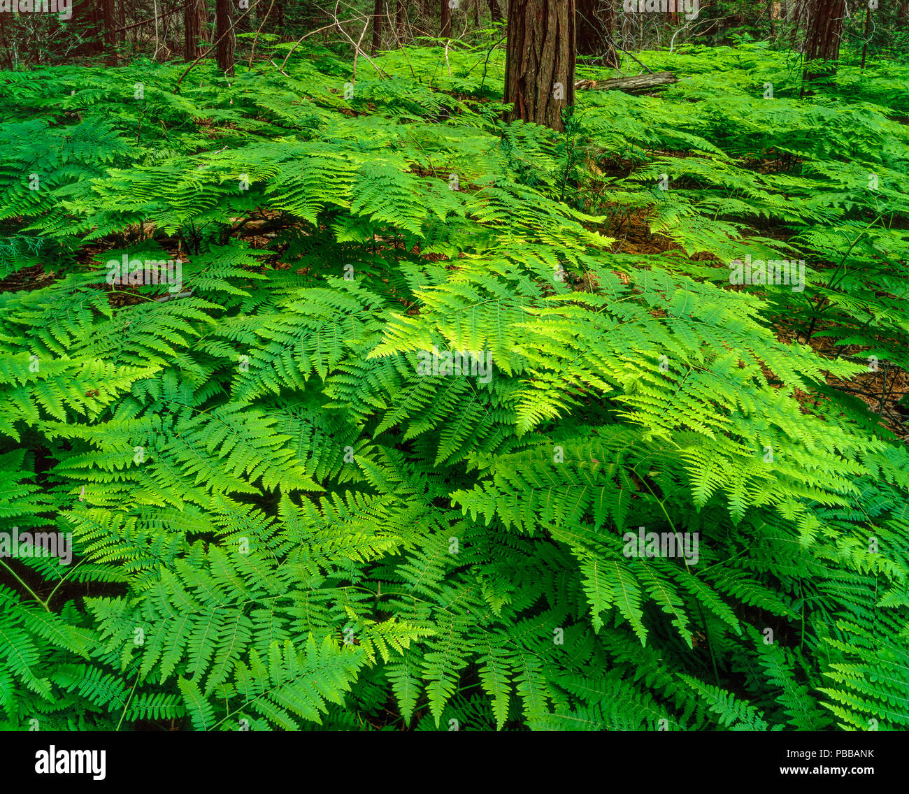 Bracken Farne, Dennstaedtiaceae, bubbs Creek, Kings Canyon National Park, Kalifornien Stockfoto