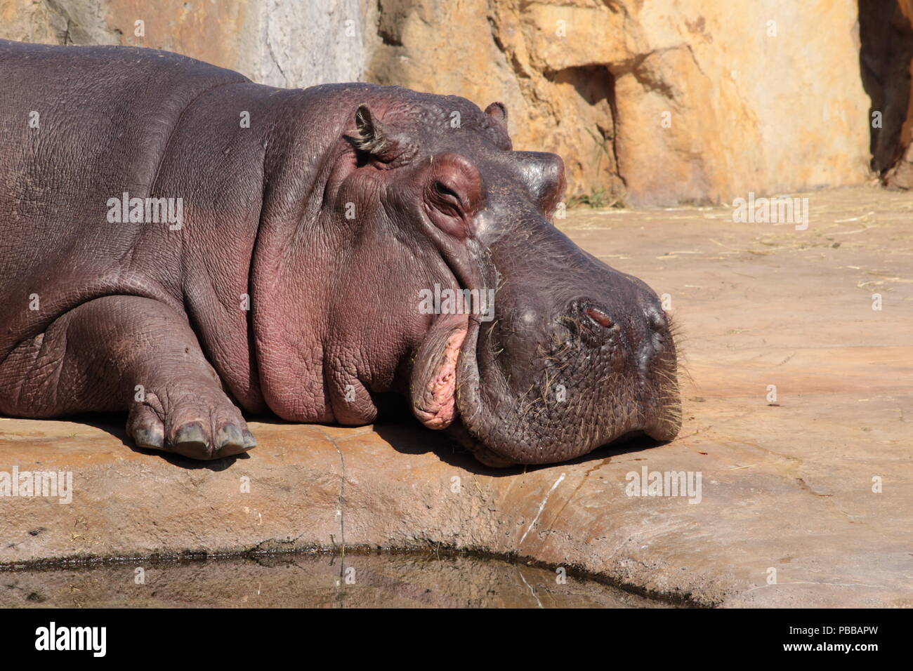 Hippo Ruhe auf Sun Stockfoto