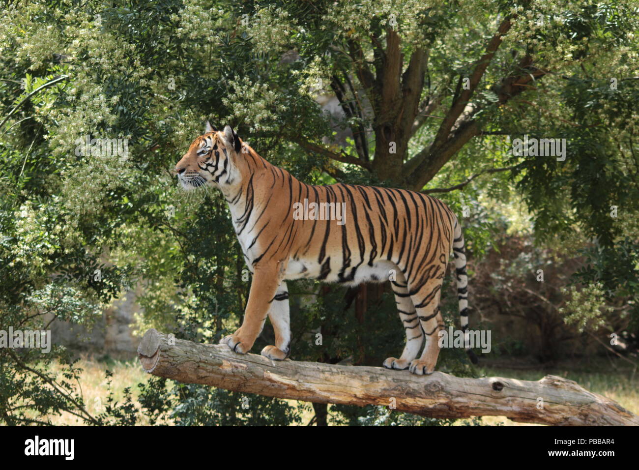 Die malaiische Tiger Stockfoto