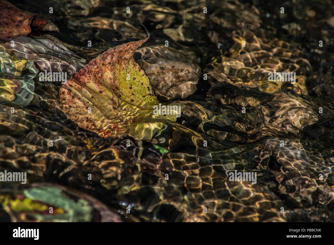 Ein ABLEITEN BLATT Stockfoto