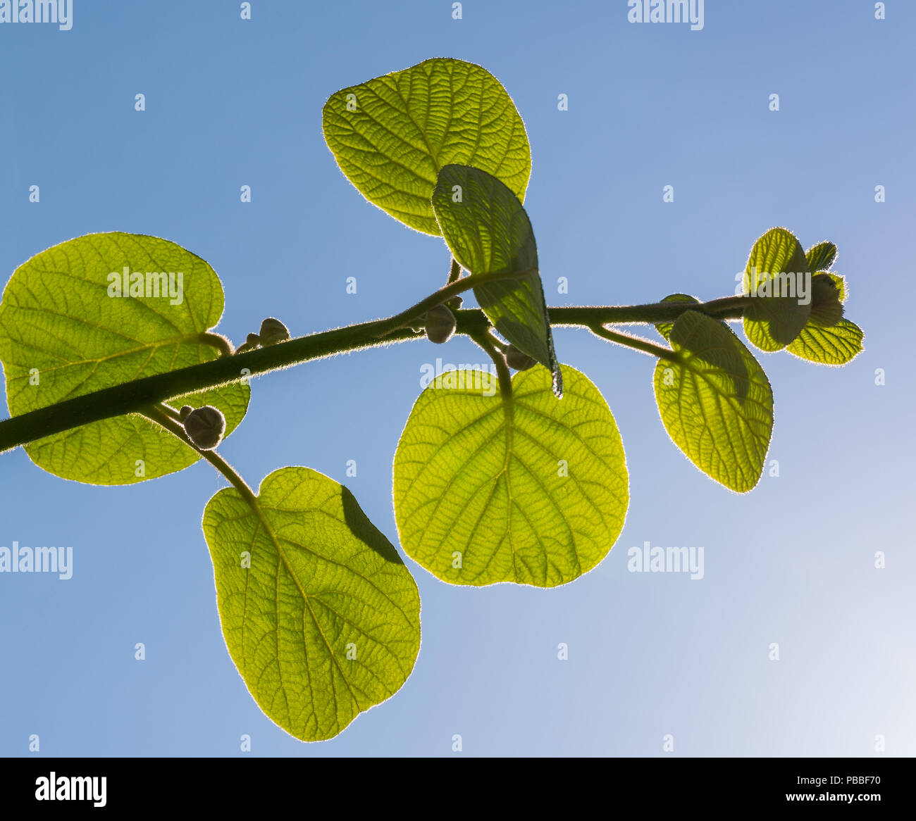 Junges Blatt Wachstum auf ein Kiwi Reben zurück durch die Frühlingssonne leuchtet. Actinidia deliciosa Blätter Stockfoto