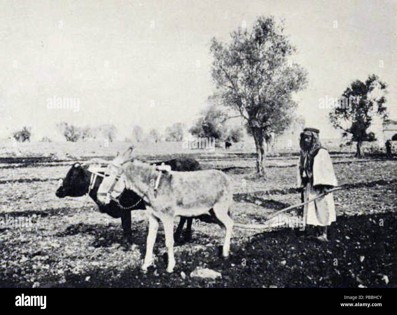 1206 Pflügen in Judäa Stockfoto