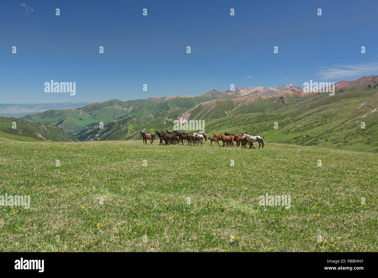 Pferde in der alpinen Rasen, Jyrgalan, Kirgisistan Stockfoto