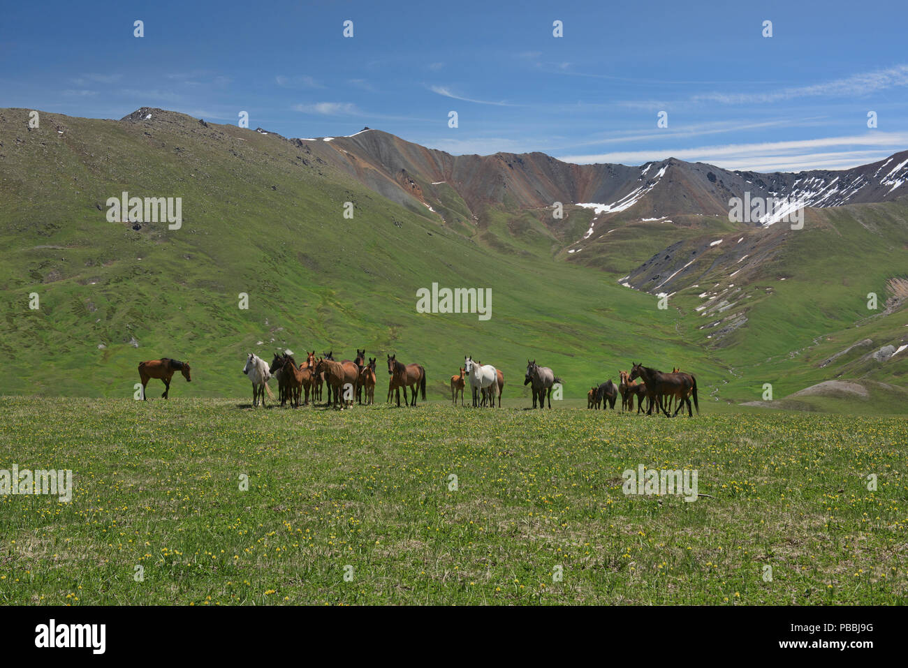 Pferde in der alpinen Rasen, Jyrgalan, Kirgisistan Stockfoto