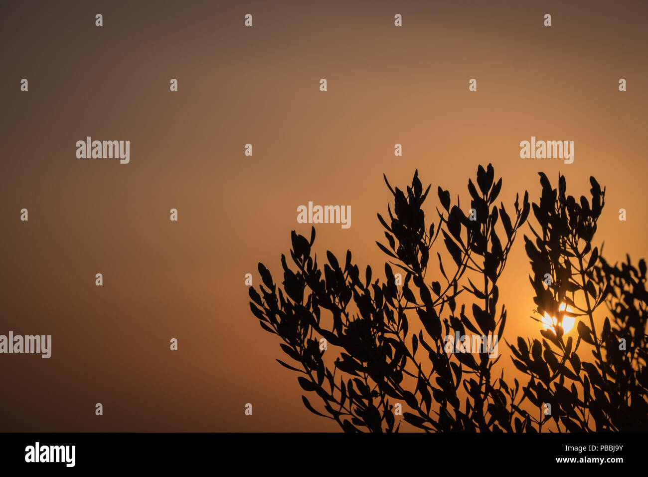 Olivenbaum Zweige durch die sinkende Sonne mit einer gebrannten Umbra farbig (gefärbt) Sommerhimmel, Saronida, Ost Attika, Griechenland, Europa. Stockfoto