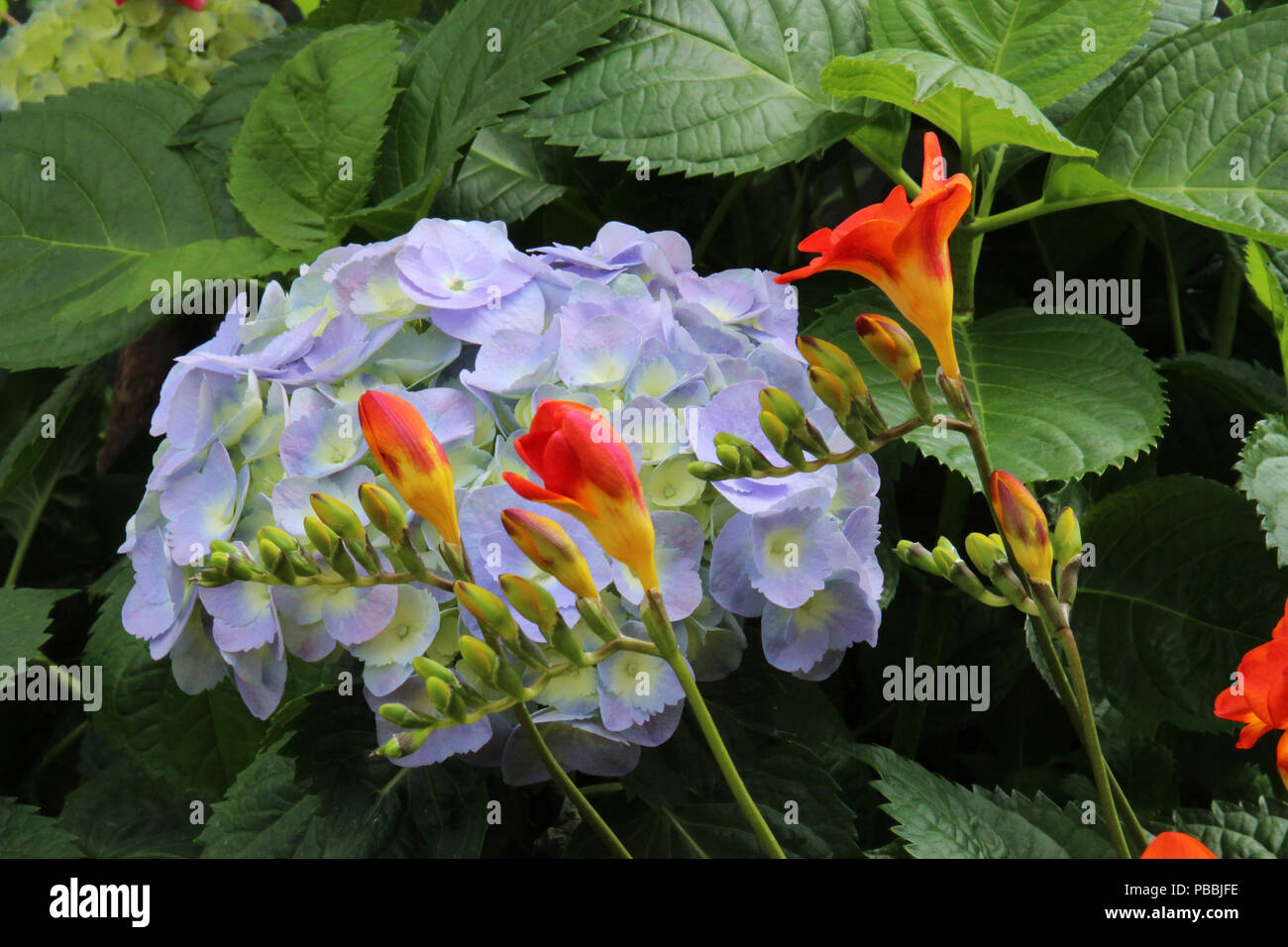 Gelb und Orange Halme von Freesie Anfang vor einem lila/blau Blume Leiter einer Hortensie Pflanze zu blühen Stockfoto