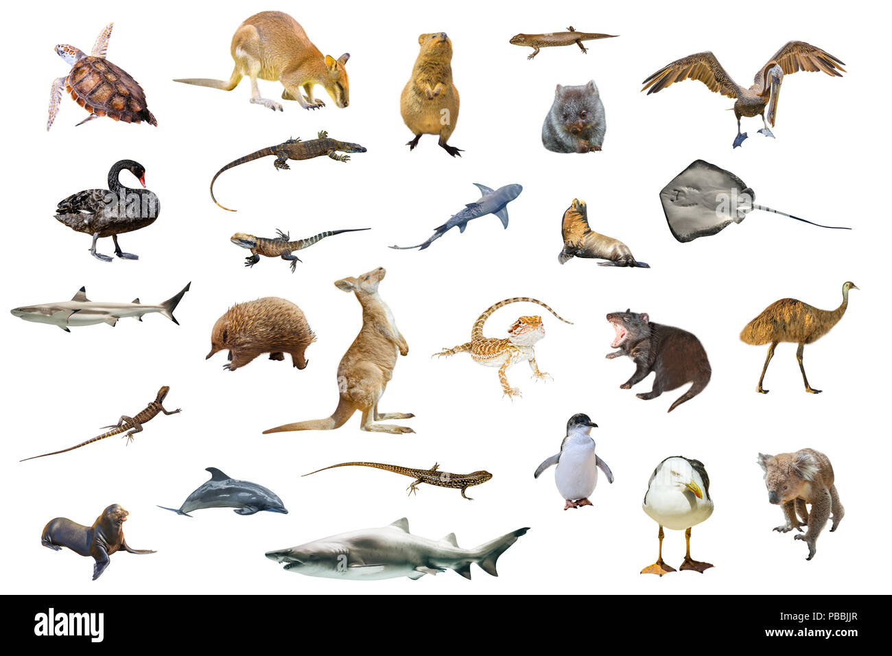 Australische Tiere auf weißem Hintergrund: Wallaby, Tasmanische Teufel, Wombats, Kängurus, Quokka, Koala, Pelikan, Seagull, Pinguin, Schwan, Haie, Stachelrochen, T Stockfoto