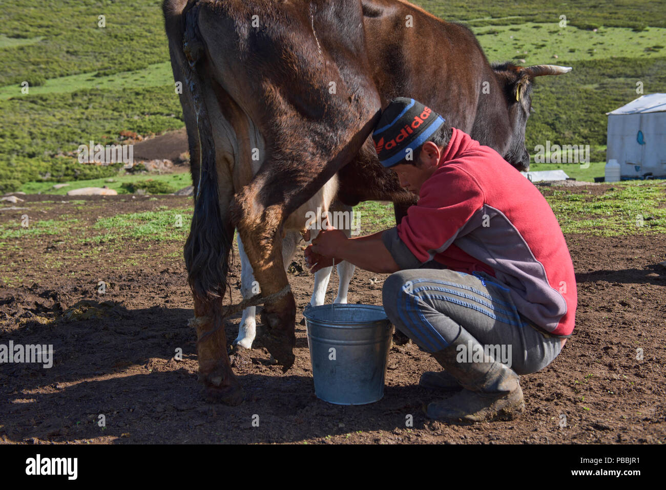 Kirgisische Herder seine Kühe melken, Jyrgalan, Kirgisistan Stockfoto