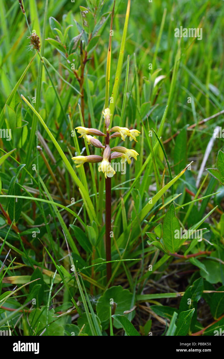 Coralroot Orchid Stockfoto