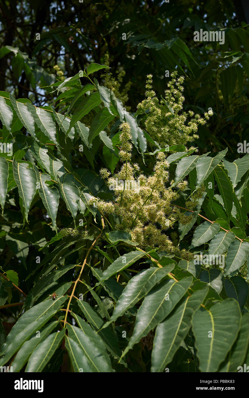 Ailanthus altissima Blüte Stockfoto