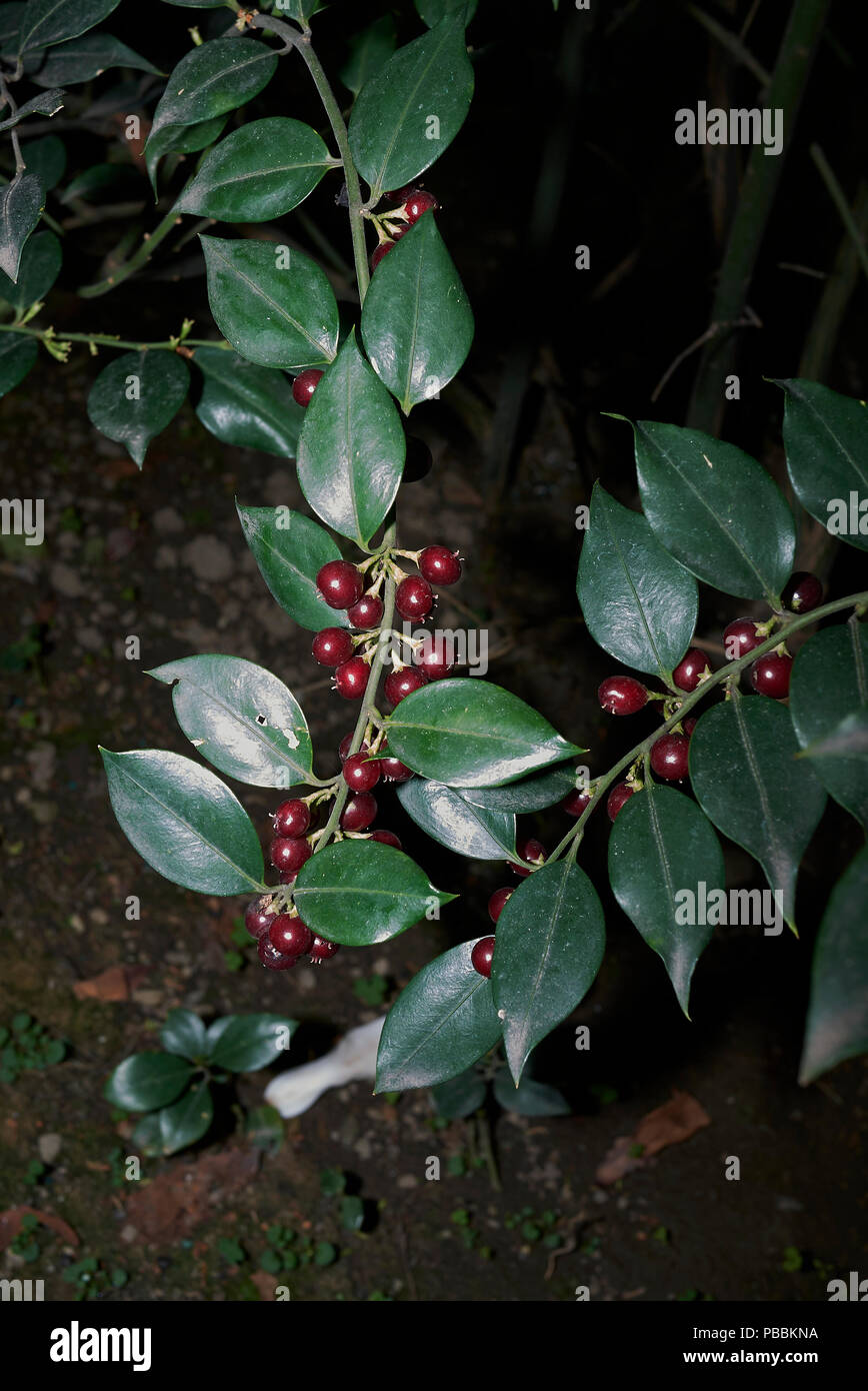 Sarcococca ruscifolia Stockfoto