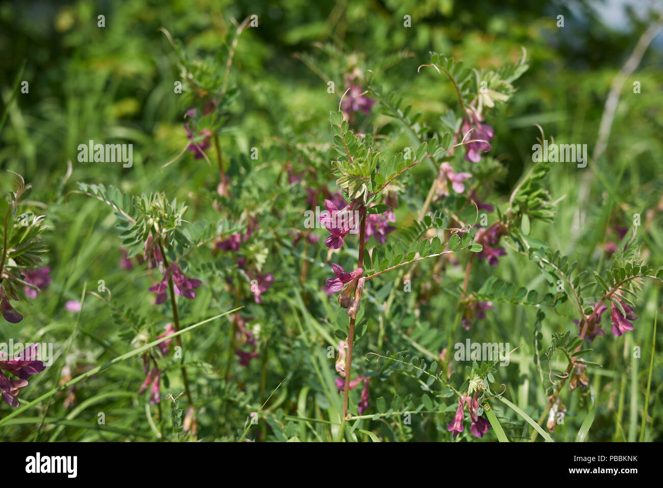 Vicia Pannonica Stockfoto