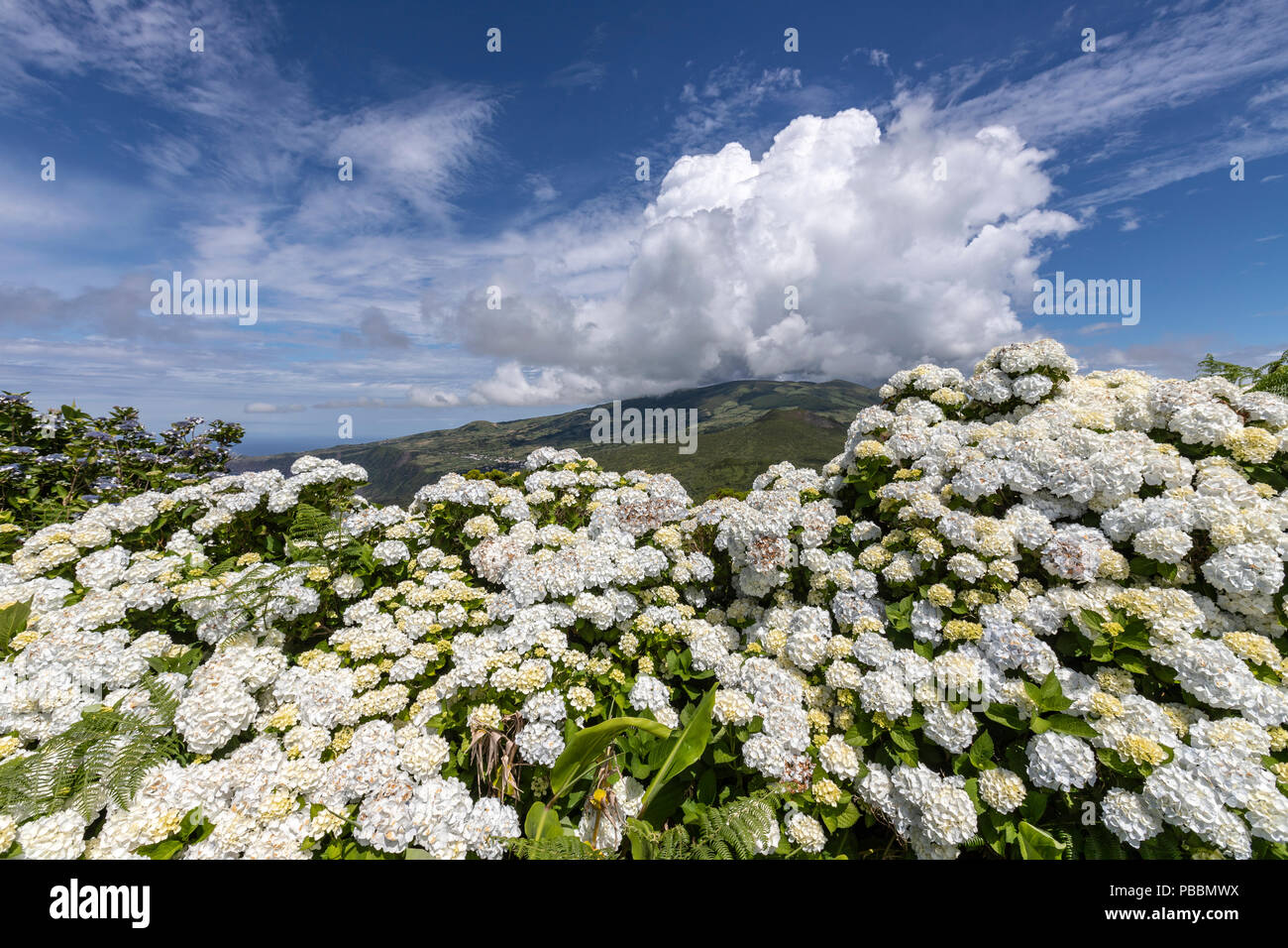 White Hydrangea macrophylla in Insel Faial, Azoren, Portugal Stockfoto