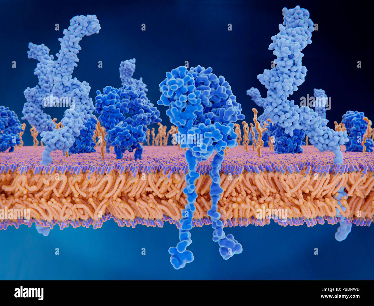 T-Zell-Rezeptor und die CD4-Proteine. Abbildung einer Zellmembran mit eingebetteten Proteine und andere Moleküle. In der Mitte ist eine T-Zell-Rezeptor (dunkelblau), mit zwei CD4-Moleküle (hellblau) auf der rechten und linken. Außerdem abgebildet sind Glykolipide (orange). T-Zell-Rezeptor aktiviert die Immunantwort auf Antigene in T-Zellen (eine Form der Lymphozyten). Stockfoto