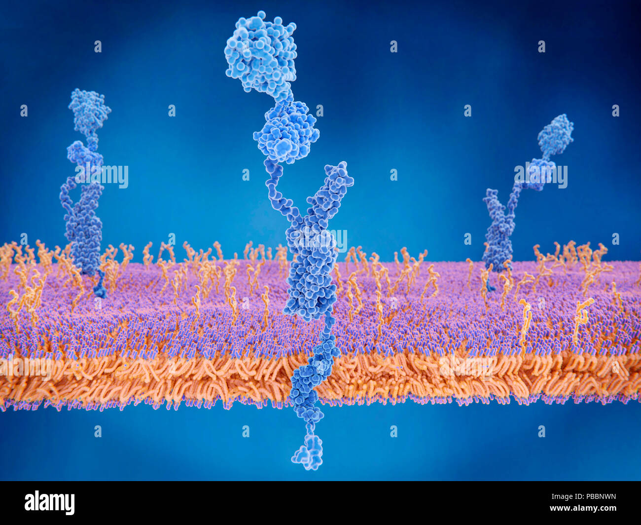 Amyloid Precursor Protein an der Zellmembran, Illustration. Die Amyloid Precursor Protein (APP, Mitte) ist eine komplexe Protein mit vielen Funktionen. Es ist an der Oberfläche von Zellen im gesamten Körper gefunden. Das intakte Protein bindet zu viele struktureller Proteine außerhalb der Zellen, wie Heparin und laminin und sendet Signale durch das G-Protein-System. Wenn gespalten durch Enzyme (siehe F 022/1913), einem der Produkte ist das beta-Amyloid Peptid, das in Bedingungen wie zum Beispiel die Alzheimer-Krankheit beteiligt ist. Stockfoto