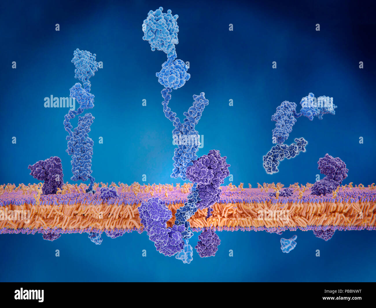 Amyloid Precursor Protein Spaltung. Abbildung der drei Phasen (vor, während und nach) in der Spaltung des Amyloid Precursor Proteins (APP). Auf der linken Seite, APP (blau) wird zwischen zwei Enzym Moleküle: Gamma und beta-Sekretase. In der Mitte, die die Enzyme haben zu APP gebunden. Rechts: die Spaltung ist aufgetreten und die APP Molekül hat in vier Fragmente, von denen eine noch in der Zellmembran eingebettet ist getrennt. Stockfoto