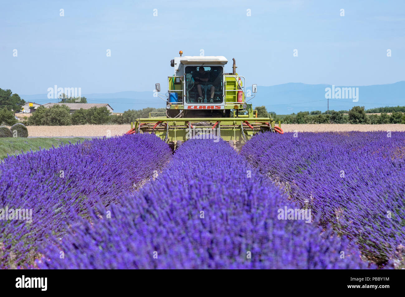 Ernte Lavendelfelder in Valensole, Alpes-de-Haute-Provence, Provence, Frankreich, Europa Stockfoto