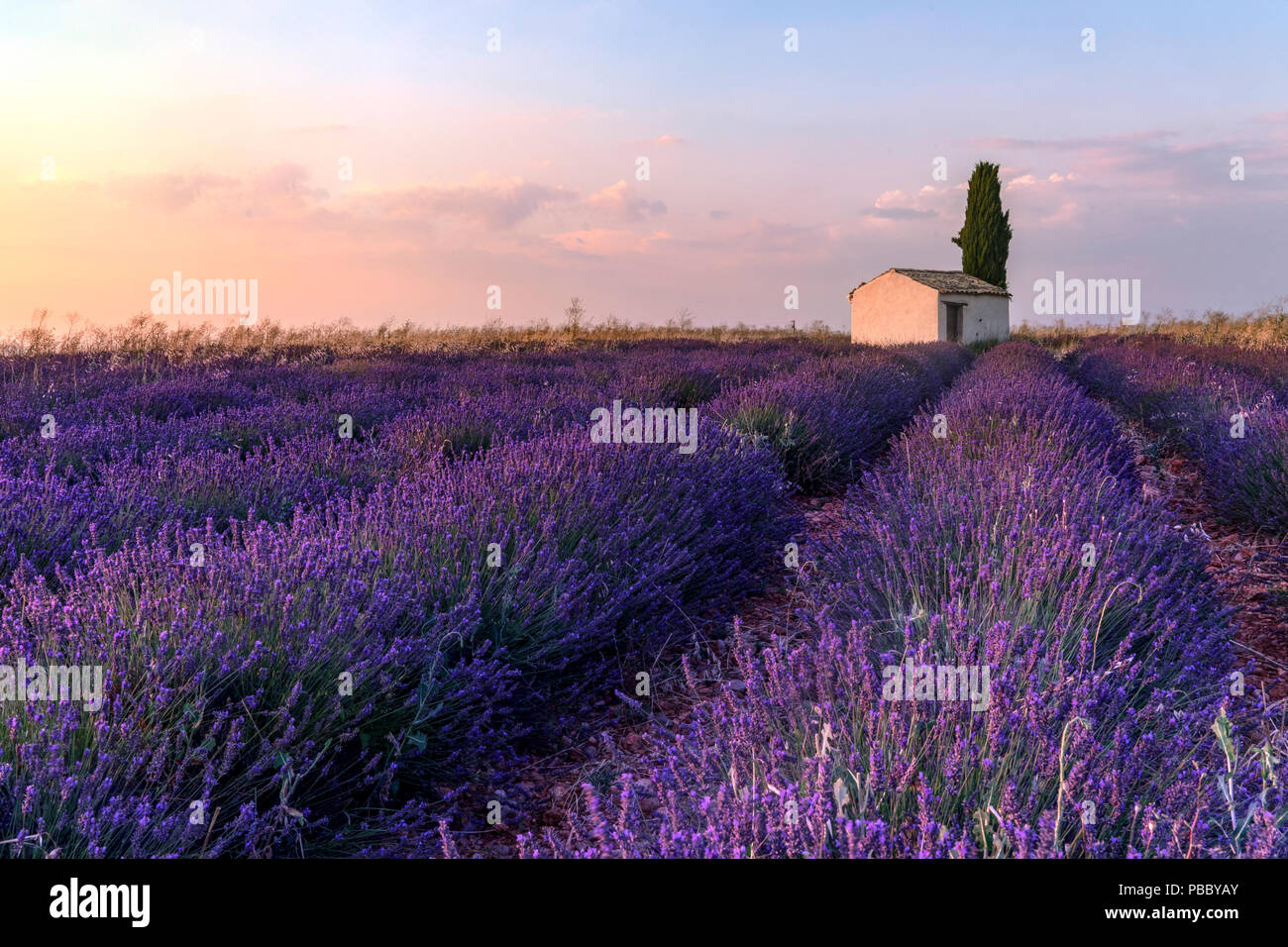 Valensole, Alpes-de-Haute-Provence, Provence, Frankreich, Europa Stockfoto