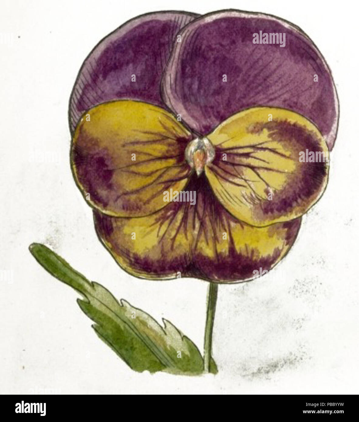 1167 Pansy Zeichnung Stockfoto