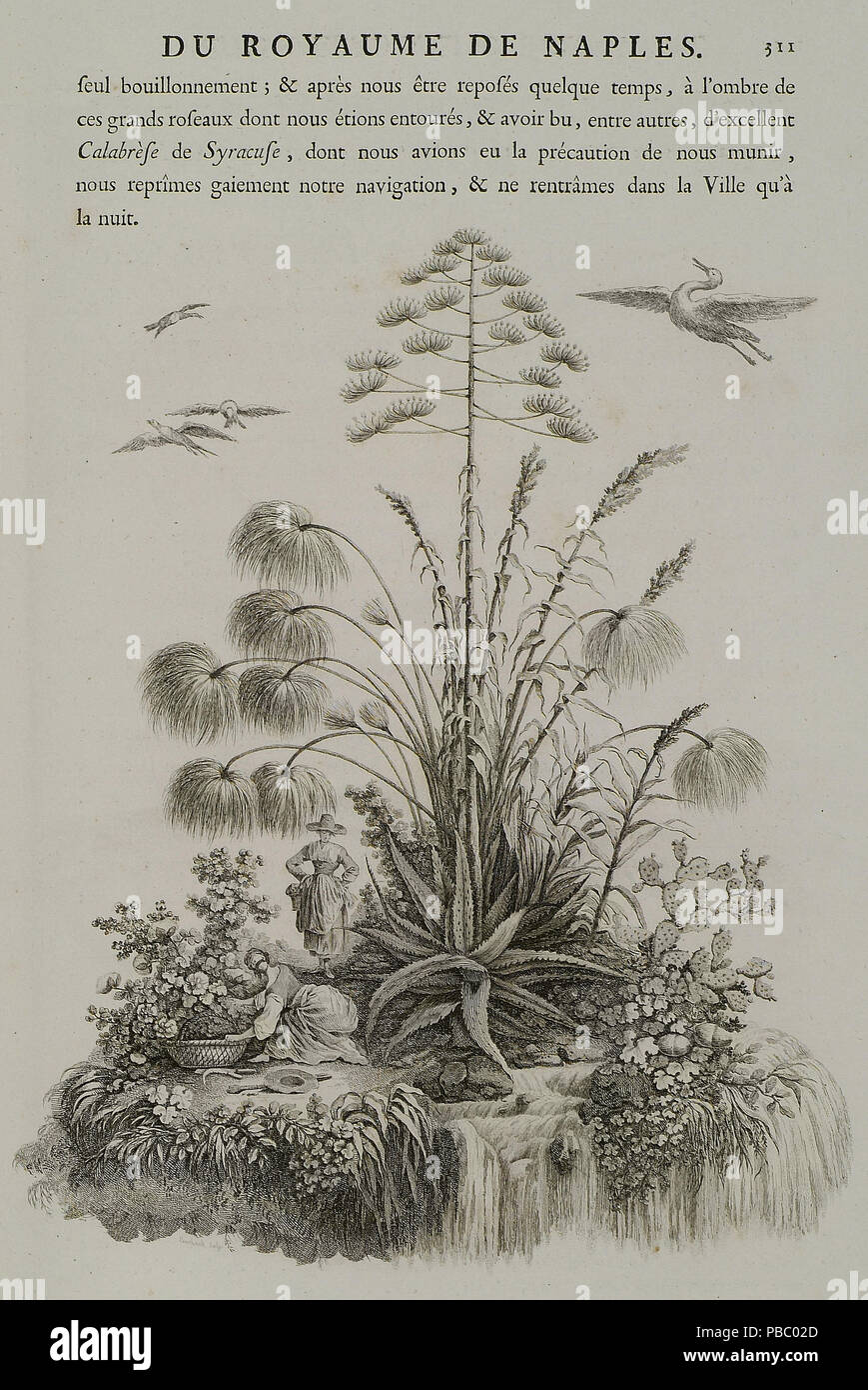 1167 Papyruspflanzen und andere Flora typisch für Sizilien - Saint - Jean Claude Richard Abbé De - 1786 Stockfoto