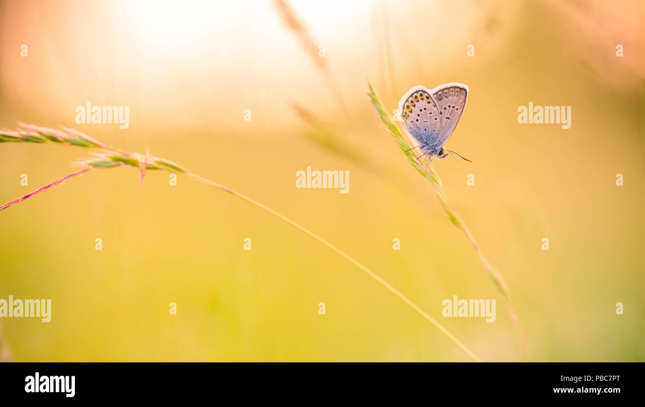Natur Hintergrund Konzept. Schönen sommer wiese Hintergrund. Inspirierende natur Nahaufnahme. Stockfoto