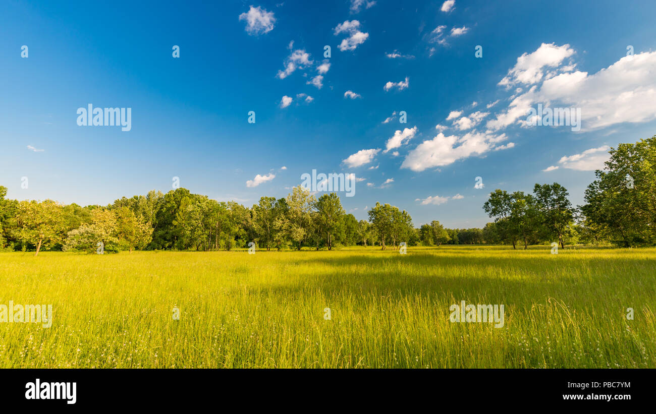 Friedliche Natur Landschaft, frische wiese gras und wilden Blumen, unter Sonneneinstrahlung. Frühling Sommer Panoramablick auf die Landschaft. Schöne Natur Szene Stockfoto