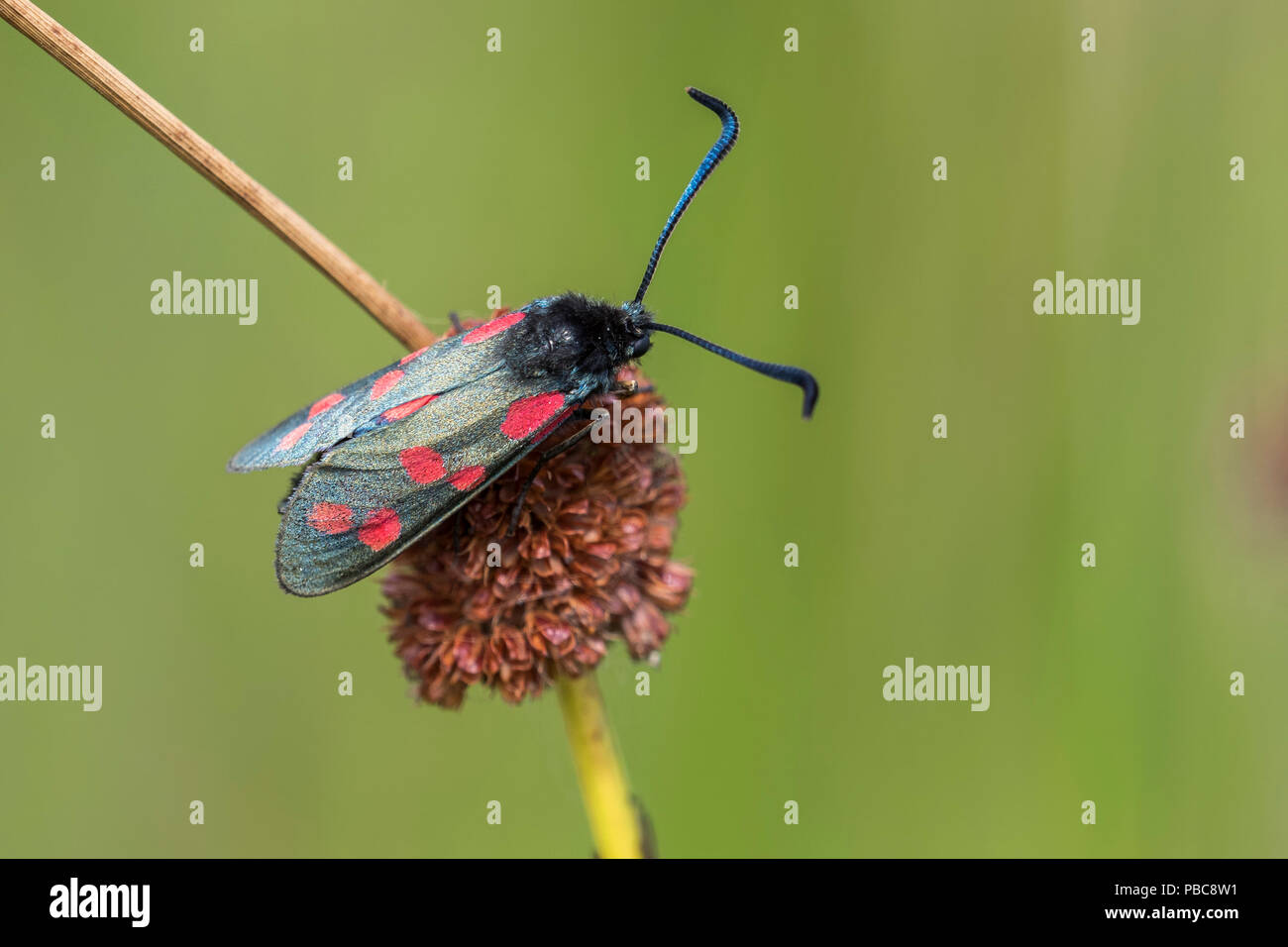 Six-spot Burnet Motte (Zygaena Filipendulae) auf juncus Stammzellen thront. Tipperary, Irland Stockfoto