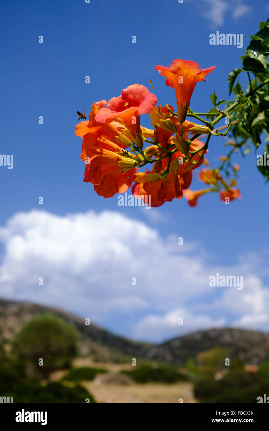 Cluster der roten n orange Campsis radicans (Trompete Weinstock) der Familie Bignoniaceae mit busy bee schweben. Saronida, Ost Attika, Griechenland, Europa. Stockfoto