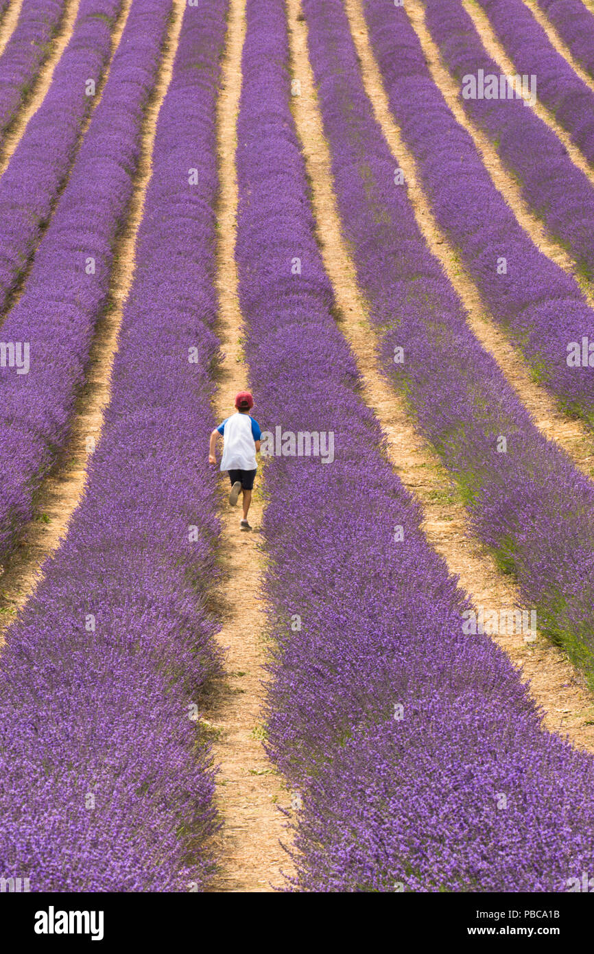 Reihen von Lavendel in Feld bei Lordington Lordington Lavendel, Bauernhof, Sussex, Juli, Stockfoto