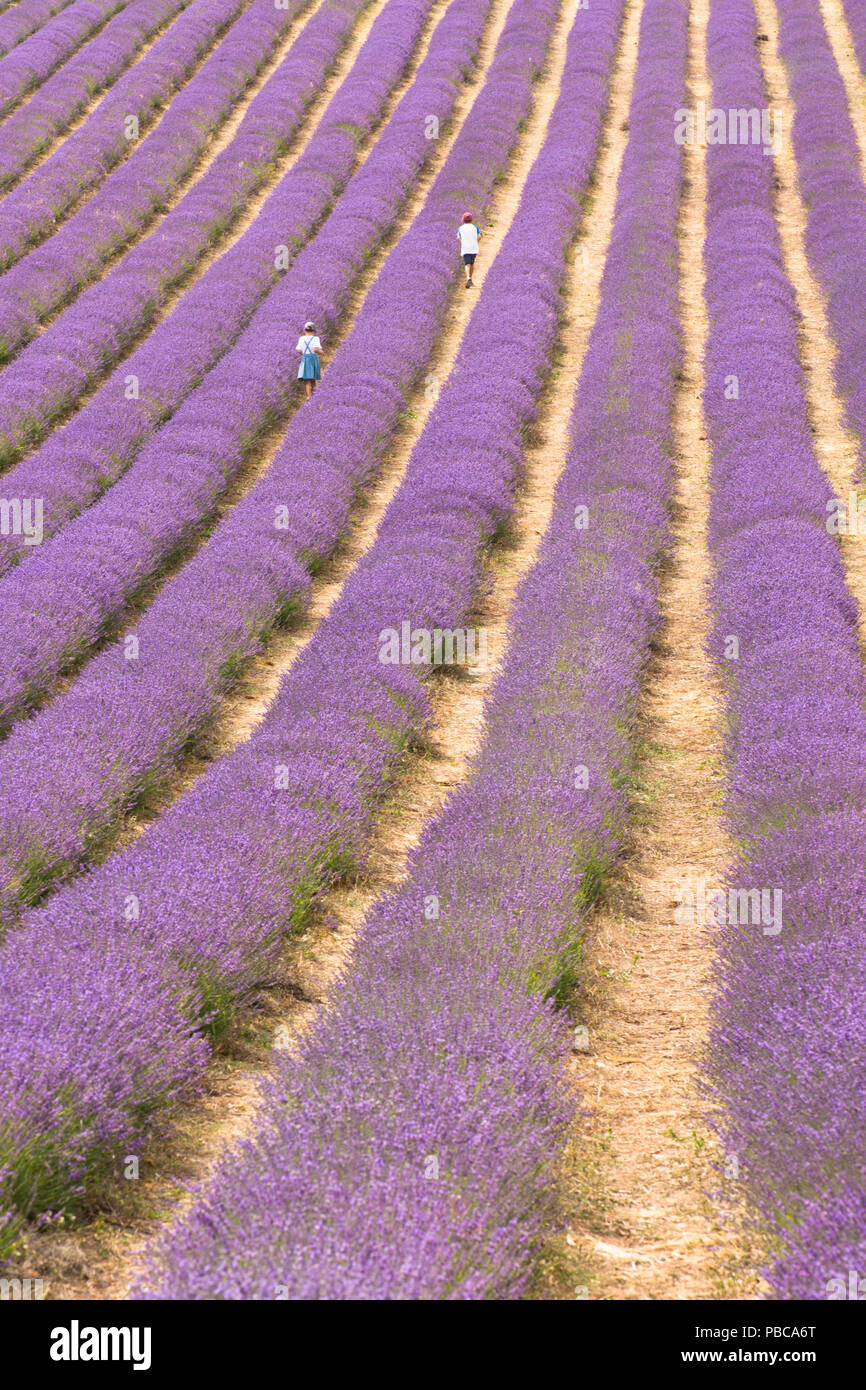 Jungen und Mädchen, Kinder, in Reihen von Lavendel im Feld an Lordington Lordington Lavendel, Bauernhof, Sussex, Juli, Stockfoto