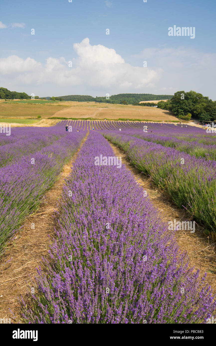 Reihen von Lavendel in Feld bei Lordington Lordington Lavendel, Bauernhof, Sussex, Juli, Stockfoto