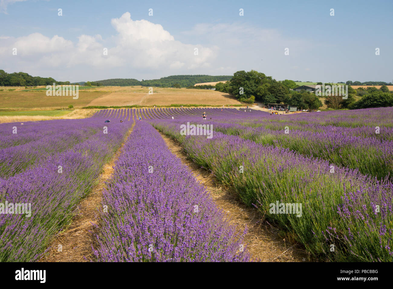 Reihen von Lavendel in Feld bei Lordington Lordington Lavendel, Bauernhof, Sussex, Juli, Stockfoto