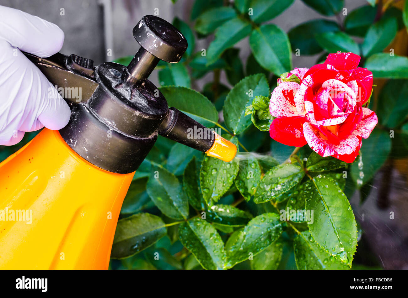 Einsatz von Pestiziden gegen die Schädlinge und Krankheiten an Rosen.  Studio Foto Stockfotografie - Alamy