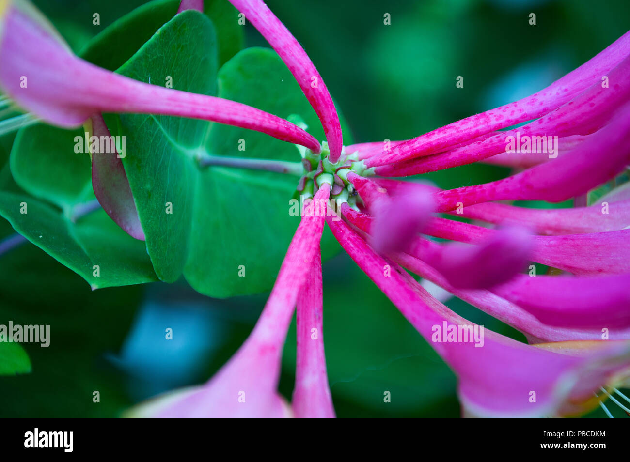 Rosa Blume in einem Garten Stockfoto