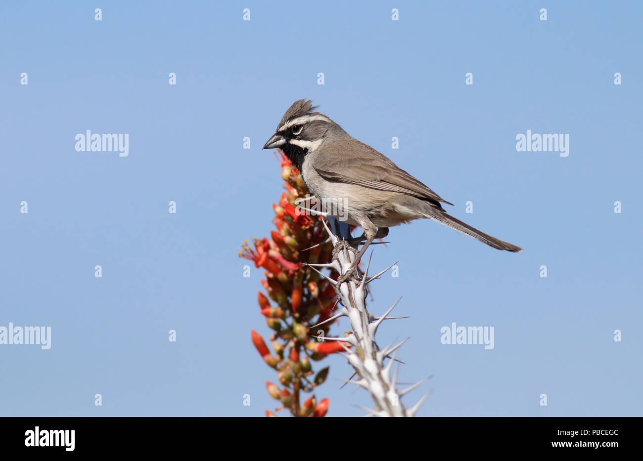 Black-throated Sparrow April 16th, 2014 - Saguaro National Park (Osten), Arizona Stockfoto