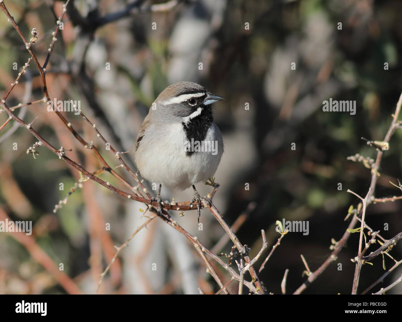 Black-throated Sparrow April 20th, 2014 - Tucson, Arizona Stockfoto
