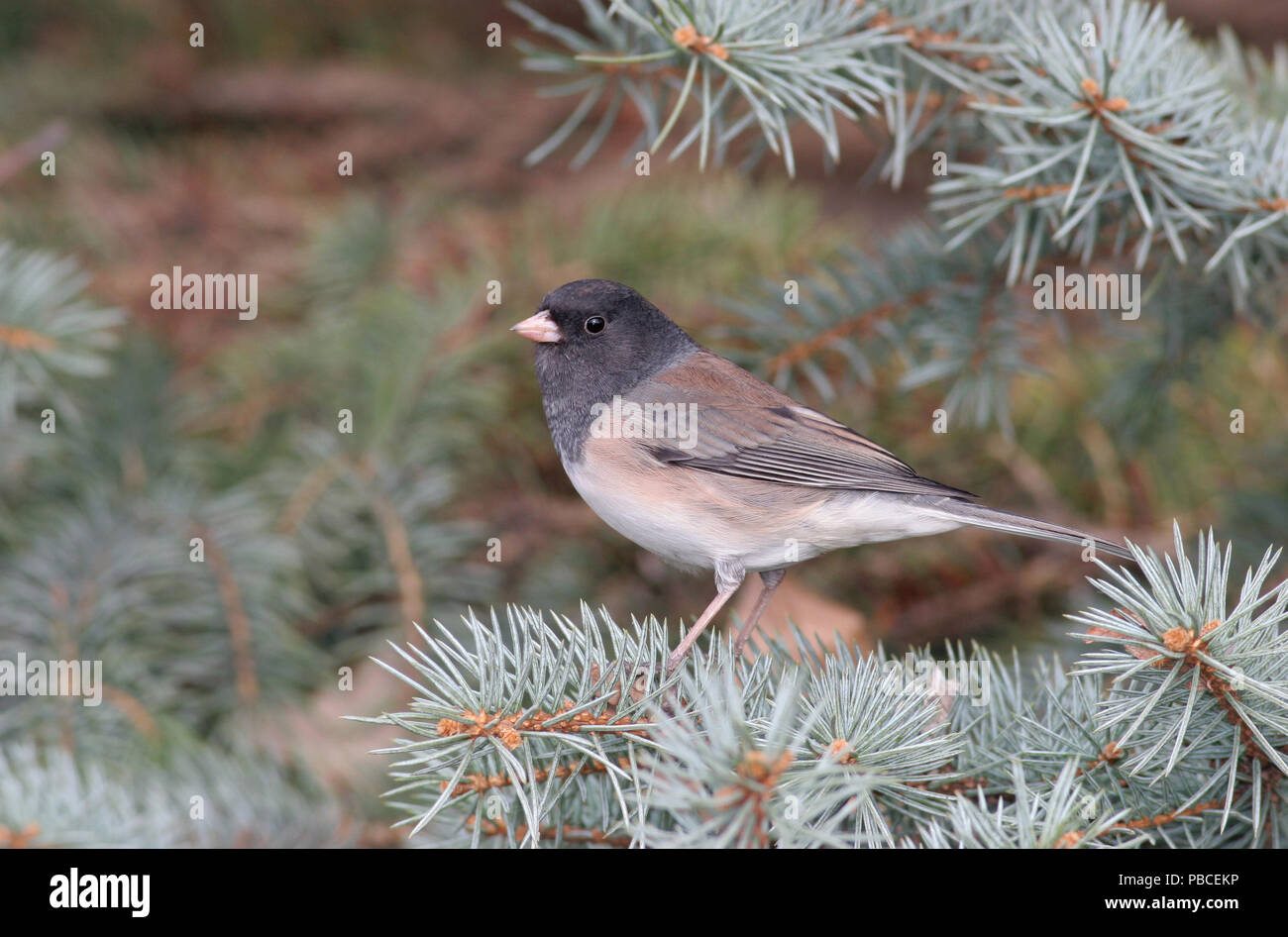 Dark-eyed Junco - Oregon Variante November 12th, 2007 Big Sioux Recreation Area in der Nähe von Brandon, South Dakota Stockfoto