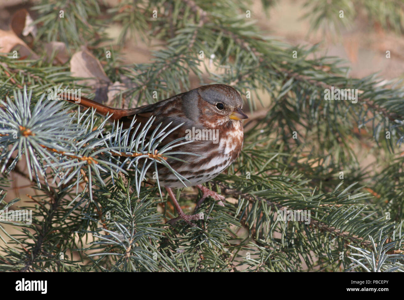 Fox Sparrow Dezember 18th, 2007 Big Sioux Recreation Area in der Nähe von Brandon, South Dakota Stockfoto