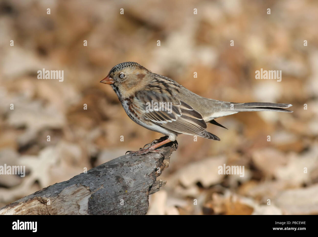 Harris' Sparrow November 17th, 2007 Big Sioux Recreation Area in der Nähe von Brandon, South Dakota Stockfoto