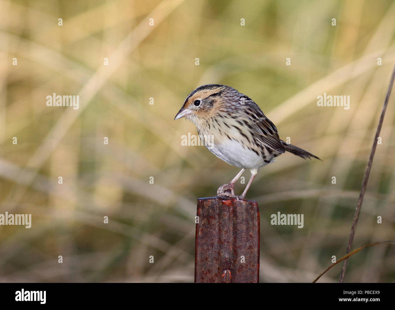 Le Conte's Sparrow September 27th, 2009 Atkin's Slough, Lincoln County, South Dakota Stockfoto