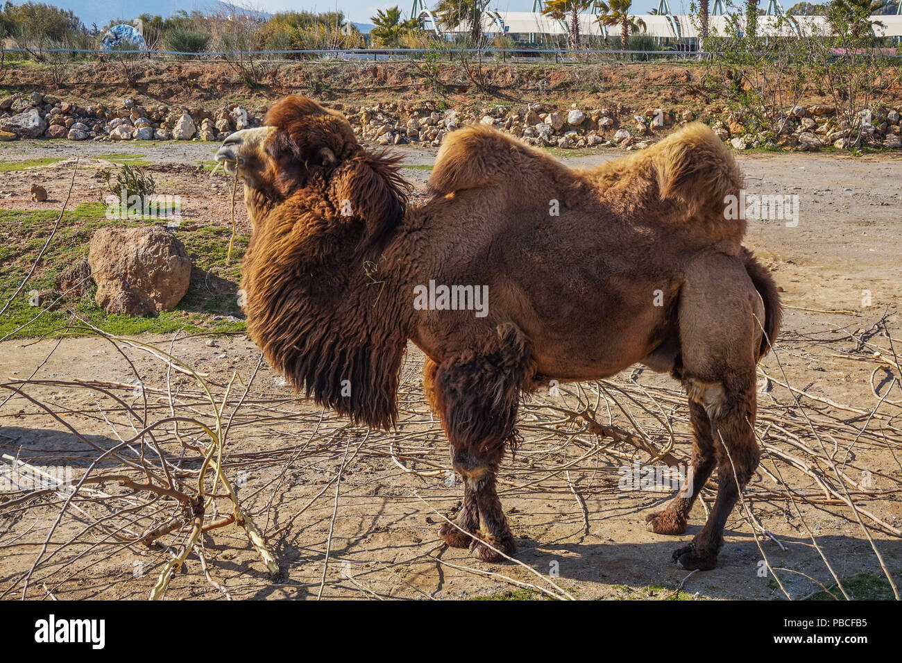 Schöne Kamele an der Attica Zoo Park, Athen, Griechenland Stockfoto