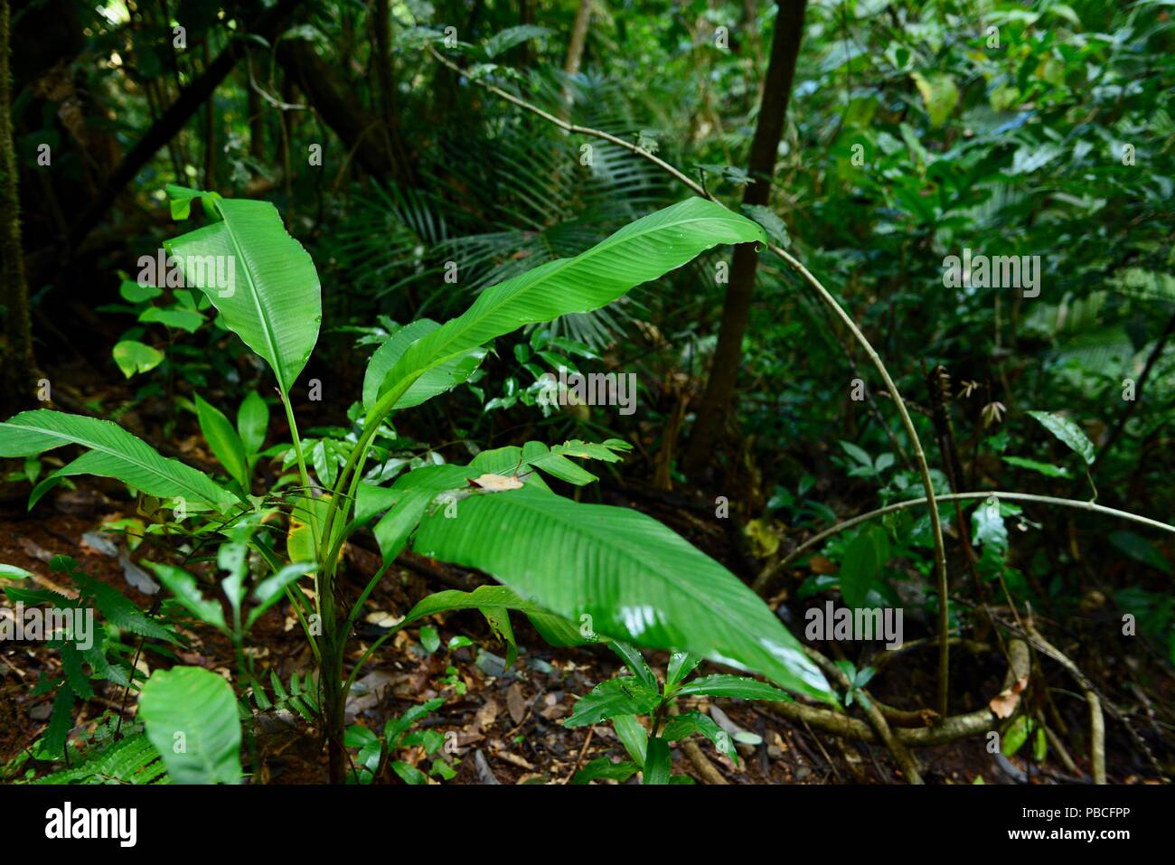 Wild banana Pflanze, die in einem tropischen Regenwald, Nandroya fällt, Atherton Tablelands, QLD, Australien Stockfoto