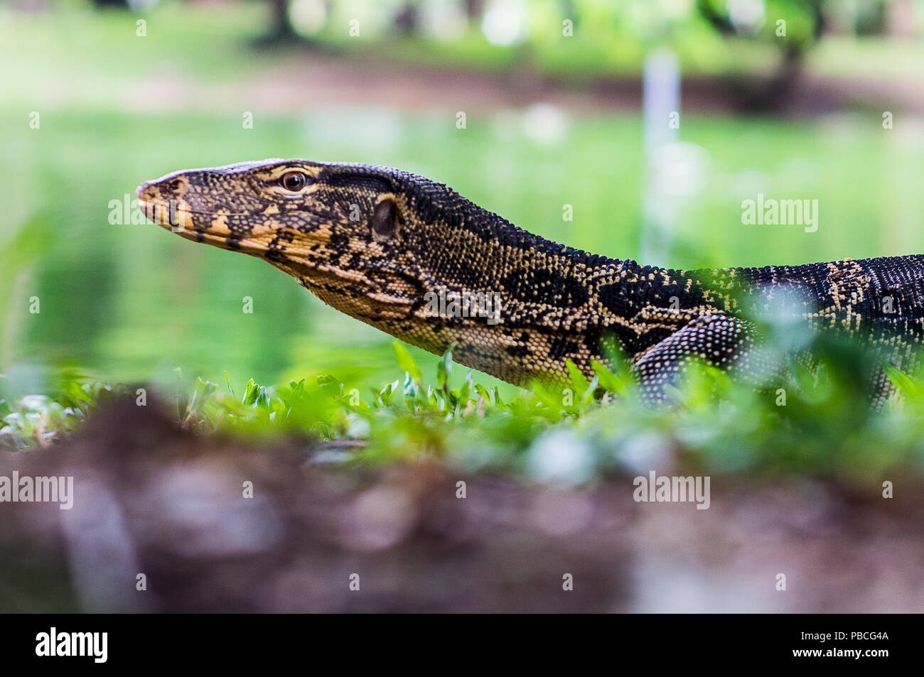 Alligator-großer Riese Monitor Lizard AKA Wassermonitore in Wildschutzgebiet im Lumphini Park, Bangkok, Thailand Stockfoto